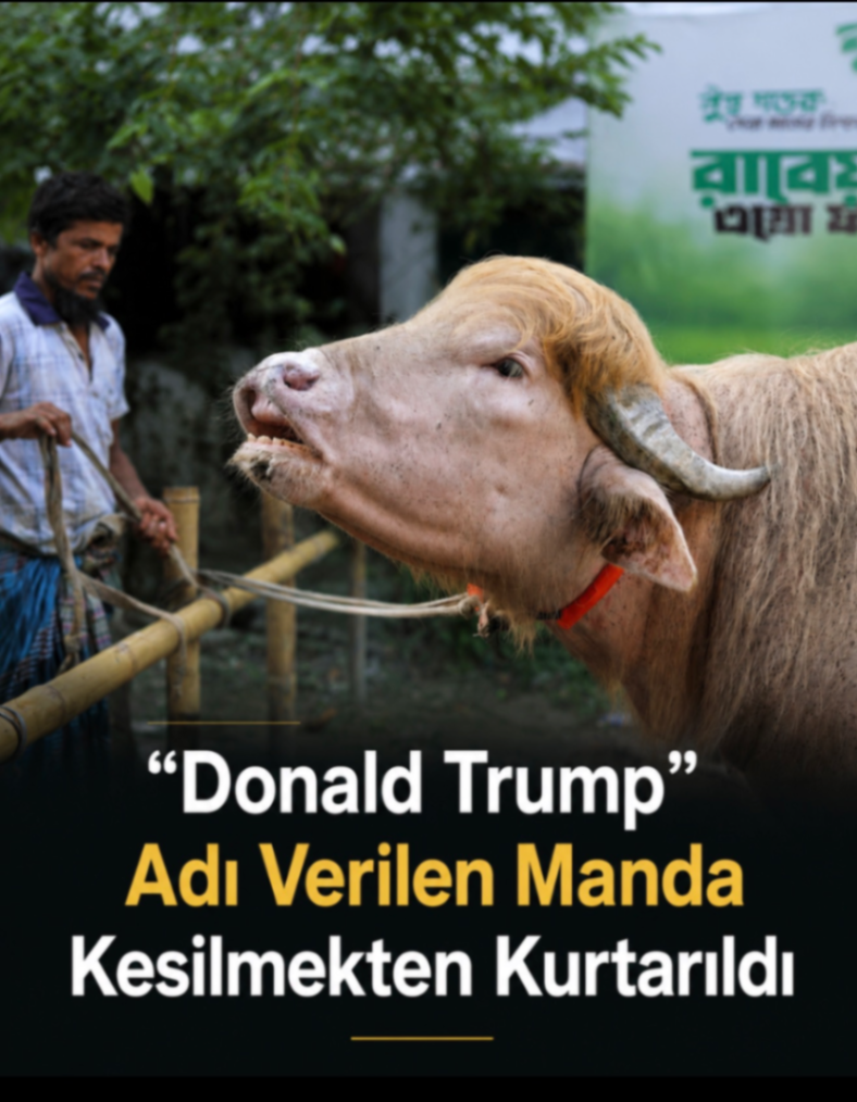 “Donald Trump” Adı Verilen Manda Kesilmekten Kurtarıldı