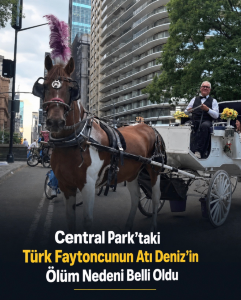 Central Park'taki Türk Faytoncunun Atı Deniz'in Ölüm Nedeni Belli